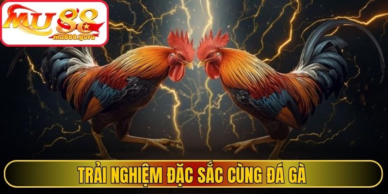 Trải nghiệm đặc sắc cùng đá gà